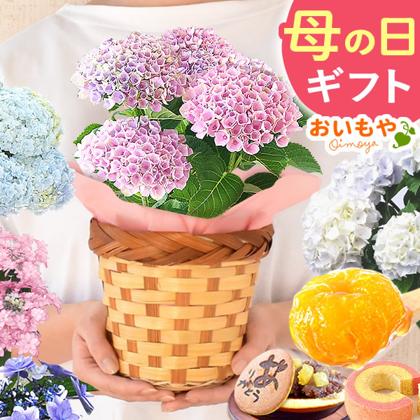 販売販売 365.紫陽花 8種セット 現物 送料込み - 観葉植物